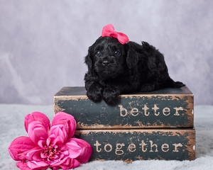 Dolly F1 Cavapoo
